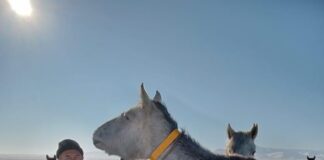 В Созакском районе лошадей и верблюдов снабдили светоотражающими уздечками