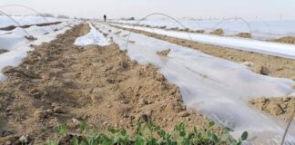 Жетысайские аграрии начали посев капусты посев капусты