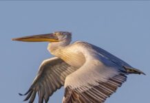 Птицей года 2021 в Казахстане стал пеликан пеликан