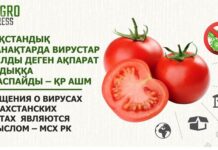 Сообщения о вирусах в казахстанских томатах являются вымыслом – МСХ РК томат
