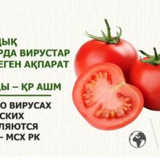 Сообщения о вирусах в казахстанских томатах являются вымыслом – МСХ РК томат