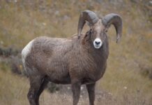 Каратауские архары попались на фотоловушку Каратауские архары