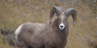 Уникальные кадры каратауских архаров сняли в национальном парке Каратауские архары