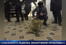 У спасенного шымкентского львенка проблемы с лапами