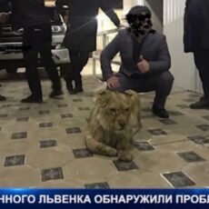 У спасенного шымкентского львенка проблемы с лапами