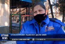 В Шымкентском зоопарке спасенному львенку дали имя