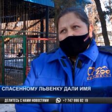 В Шымкентском зоопарке спасенному львенку дали имя