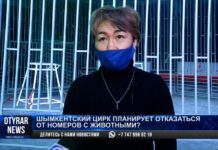 В Шымкентском цирке без животных в номерах будут выступать только на Наурыз