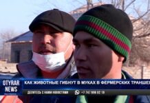 Животные в муках гибнут в фермерских траншеях