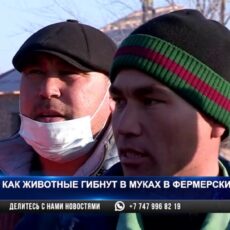 Животные в муках гибнут в фермерских траншеях