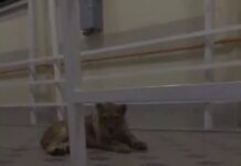 Полицейские Шымкента ищут львенка с видеозаписи