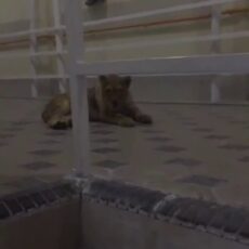 Полицейские Шымкента ищут львенка с видеозаписи