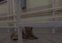 Львенок во дворе: А был ли хищник?