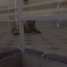 Львенок во дворе: А был ли хищник?