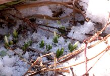 В Шымкенте зацвели подснежники