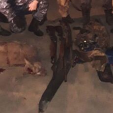 Браконьеры, убившие джейрана, задержаны в Туркестанской области джейран