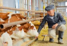 Почти 70 тысяч шымкентцев были трудоустроены в прошлом году ферма