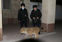 Полицейские Шымкента в течение суток нашли львенка