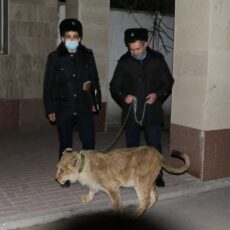 Полицейские Шымкента в течение суток нашли львенка