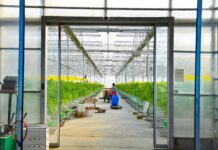 В Шымкенте в «Тепличном рае» реализуют 28 проектов теплица