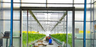 В Шымкенте в «Тепличном рае» реализуют 28 проектов теплица