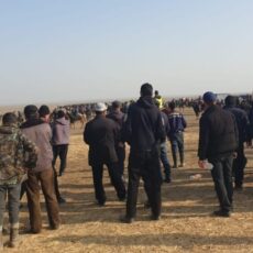 Организатора кокпара накажут в Туркестанской области кокпар