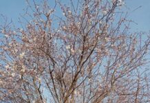 Февраль: Зацвел миндаль! миндаль