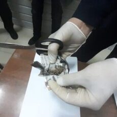 В Туркестанской области задержали подозреваемого в контрабанде наркотиков марихуана