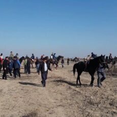 Более 30 кокпаров пресекли полицейские Туркестанской области кокпар