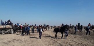 Более 30 кокпаров пресекли полицейские Туркестанской области кокпар