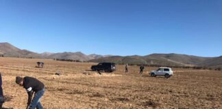 В Тюлькубасском районе высаживают яблоневые саженцы яблоневые саженцы