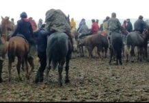 В Туркестанской области остановили очередной кокпар с участием более 100 человек кокпар