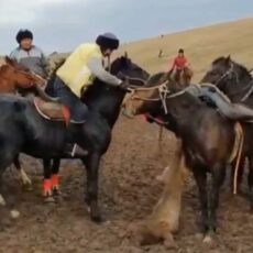 В Туркестанской области стражи порядка пресекли проведение очередного кокпара Кокпар