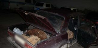 В Туркестанской области патрульные полицейские пресекли скотокрадство