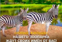 В Шымкентском зоопарке пополнение: новые обитатели — две саванные зебры зебра