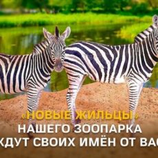 В Шымкентском зоопарке пополнение: новые обитатели — две саванные зебры зебра