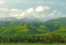 В Туркестанской области завершается осенняя кампания по озеленению зеленый Казахстан