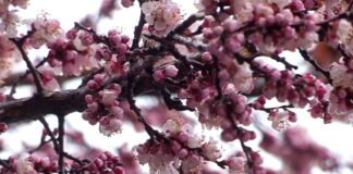 В Шымкенте зацвел урюк, но синоптики прогнозируют снег