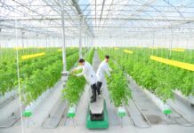 Тепличным комплексам в Шымкенте горит «зеленый» свет теплица