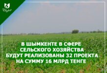 У Шымкента есть все шансы стать центром по переработке агропродукции