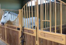 В туркестанский комплекс «Керуен Сарай» завезли скакунов из Франции Испанский скакун (лошадь)