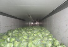 Россельхознадзор пресёк ввоз капусты из Туркестанской области капуста