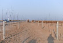 Вдоль дороги в аэропорт Туркестана посадили плодовые деревья плодовые деревья