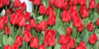 Тюльпаны «Президент Назарбаев» расцвели в Туркестане тюльпаны