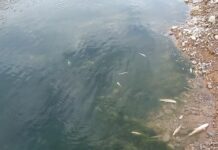 Результаты анализов проб воды на реке Бадам и мертвой рыбы будут готовы 15 марта рыба