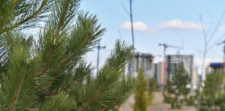 Туркестан превращается в город-сад Туркестан