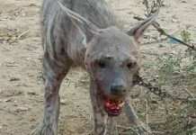 Фейк: «Опасное животное убивает людей в Туркестанской области» фейк