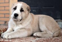 В Шымкенте похищенного алабая вернули хозяину алабай