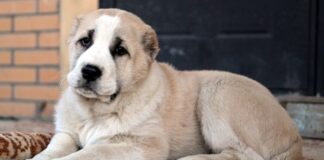 В Шымкенте похищенного алабая вернули хозяину алабай