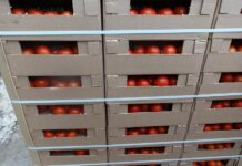 Свыше 700 тонн томатов не допущено к ввозу на территорию Казахстана помидоры